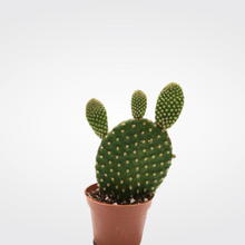 Load image into Gallery viewer, Bunny Ears Cactus
