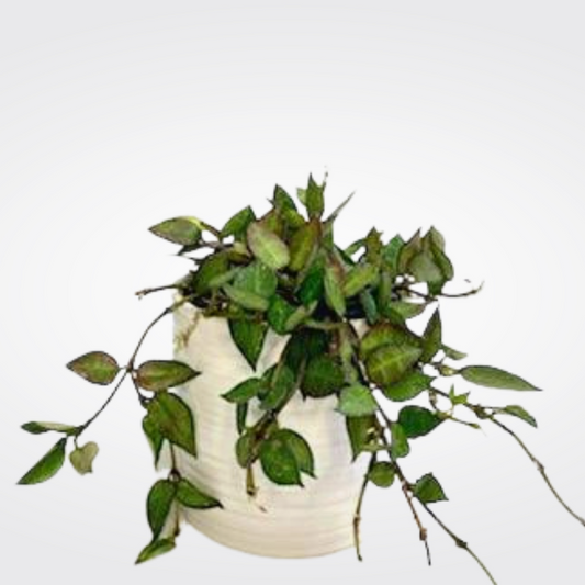 Hoya Khroniana
