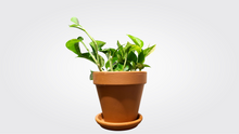Load image into Gallery viewer, Marble Queen pothos
