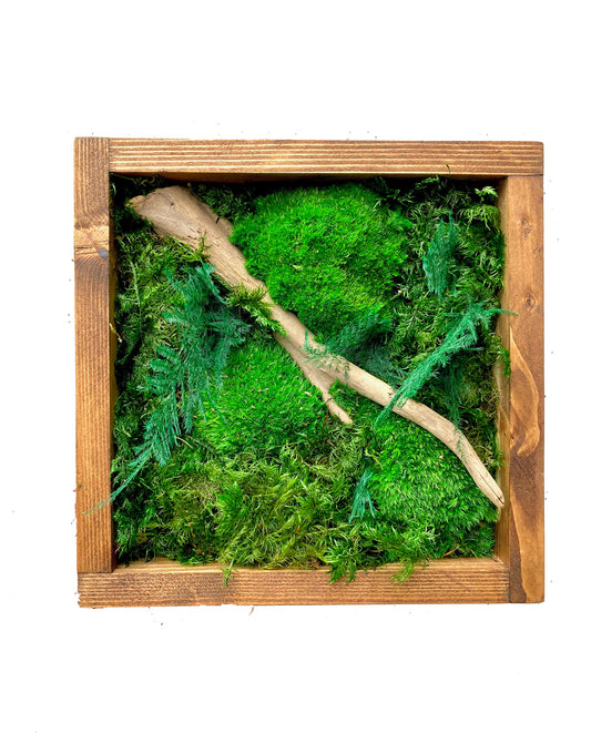 Forest Fern