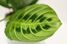 Load image into Gallery viewer, Prayer Plant Lemon Lime

