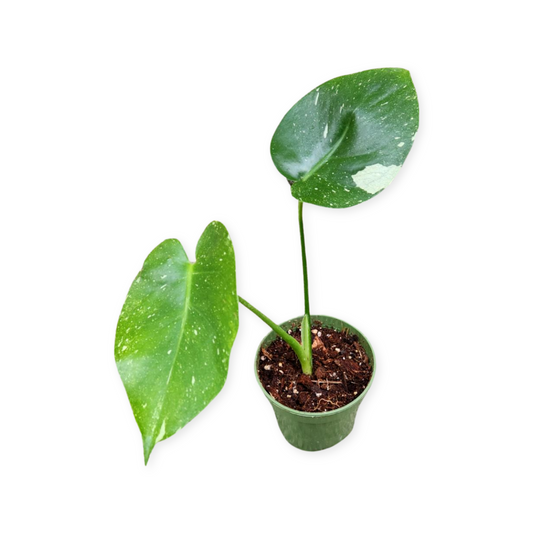 Monstera Thai Constellation