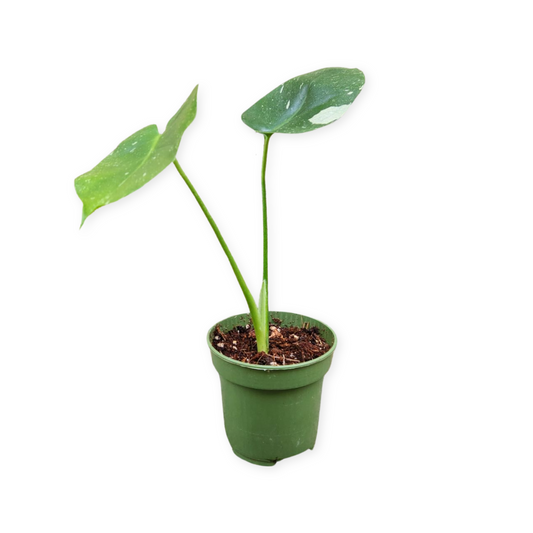 Monstera Thai Constellation
