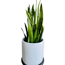 Load image into Gallery viewer, White Cylinder Fibreglass Planters
