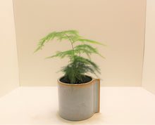 Load image into Gallery viewer, Plumosa Fern
